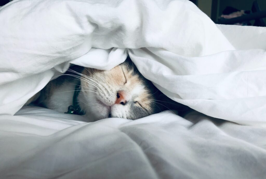 Cat napping between blankets