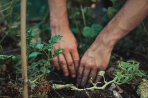 Education Class - Wild and Cultivated Foods