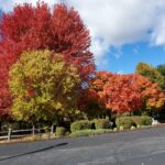 Three Pillars Senior Living Fall