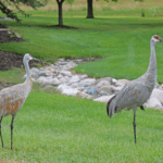 Three Pillars Senior Living Communities