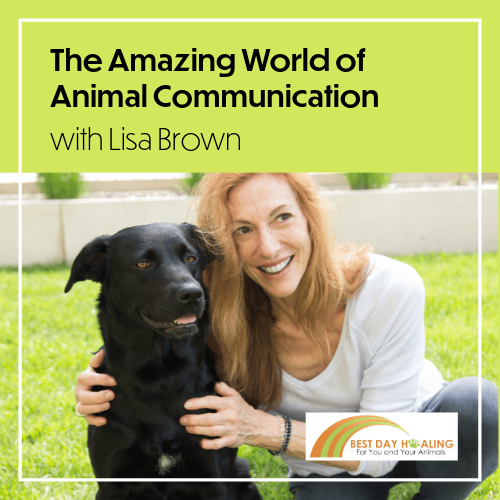 Animal Communication with Lisa Brown