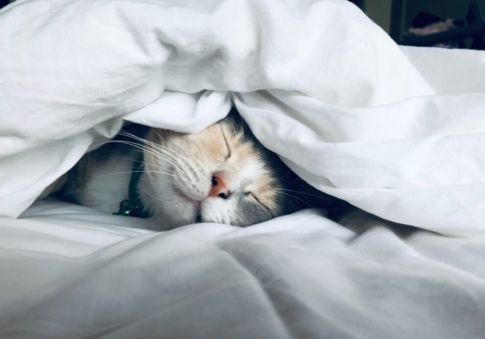 Cat napping between blankets