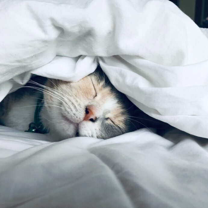Cat napping between blankets